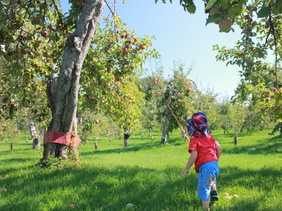 Autocueillette de pommes biologiques