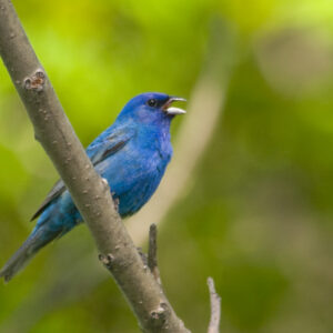 passerin_indigo_MG_9308