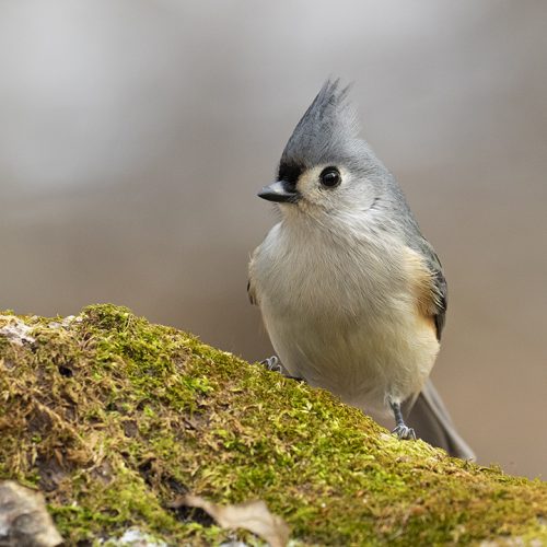 Mésange bicolore ©Dominic Gendron