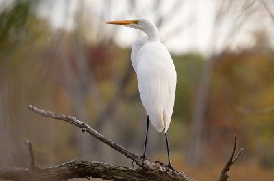 aigrette