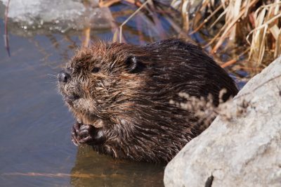 castor_du_canada_MG_1614