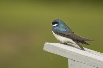 hirondelle-bicolore_IMG_7607