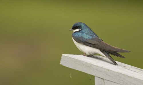 hirondelle-bicolore_IMG_7607