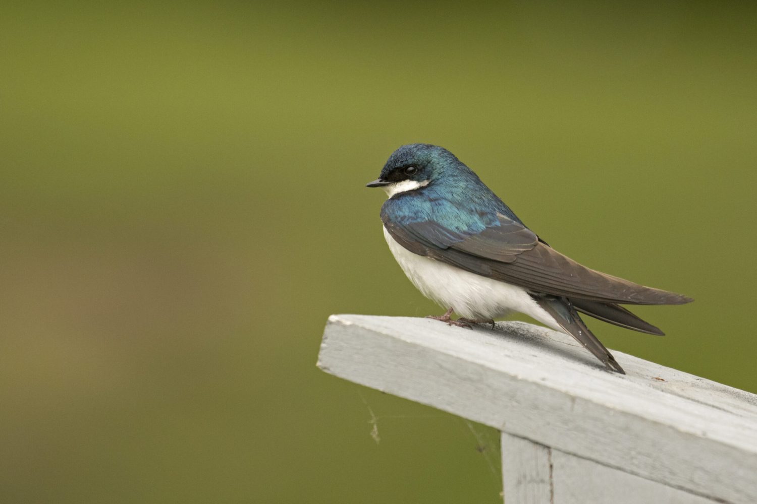 hirondelle-bicolore_IMG_7607