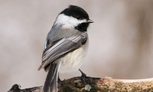 mésange