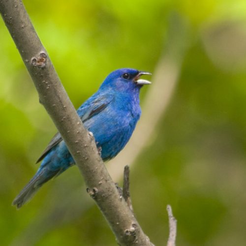 passerin_indigo_MG_9308