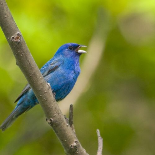 passerin_indigo_MG_9308