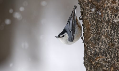 sittelle-a-poitrine-blanche_IMG_6400